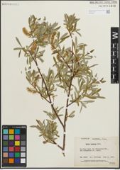 Foto von Salix lemmonii Bebb